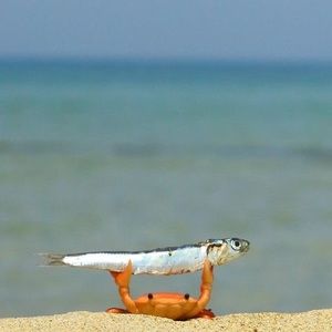 Meet your Posher, David